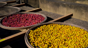 kaffe bønnesort Catuai