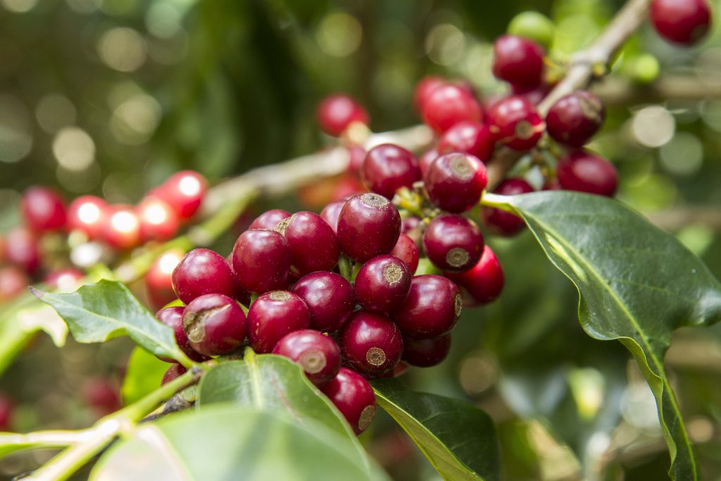 bønnesort arabica