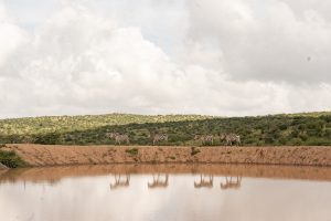 kaffe fra Kenya