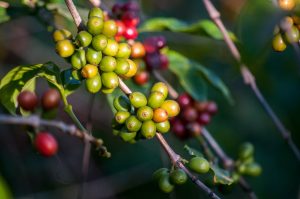 kaffe bønnesort Mundo Novo