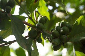 kaffe bønnesort SL28 SL34