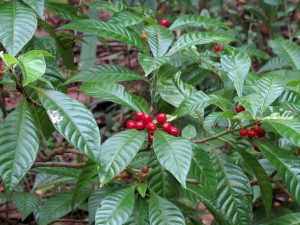 kaffe bønnesort Typica