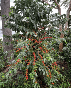 kaffe bønnesort Bourbon