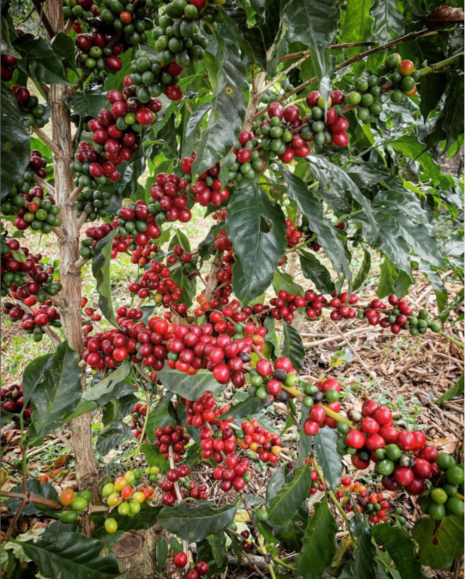 kaffe bønnesort Pacas