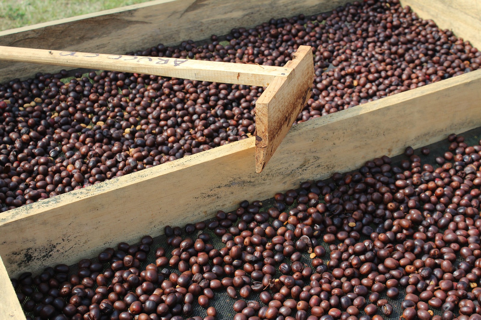 kaffe soltørret proces