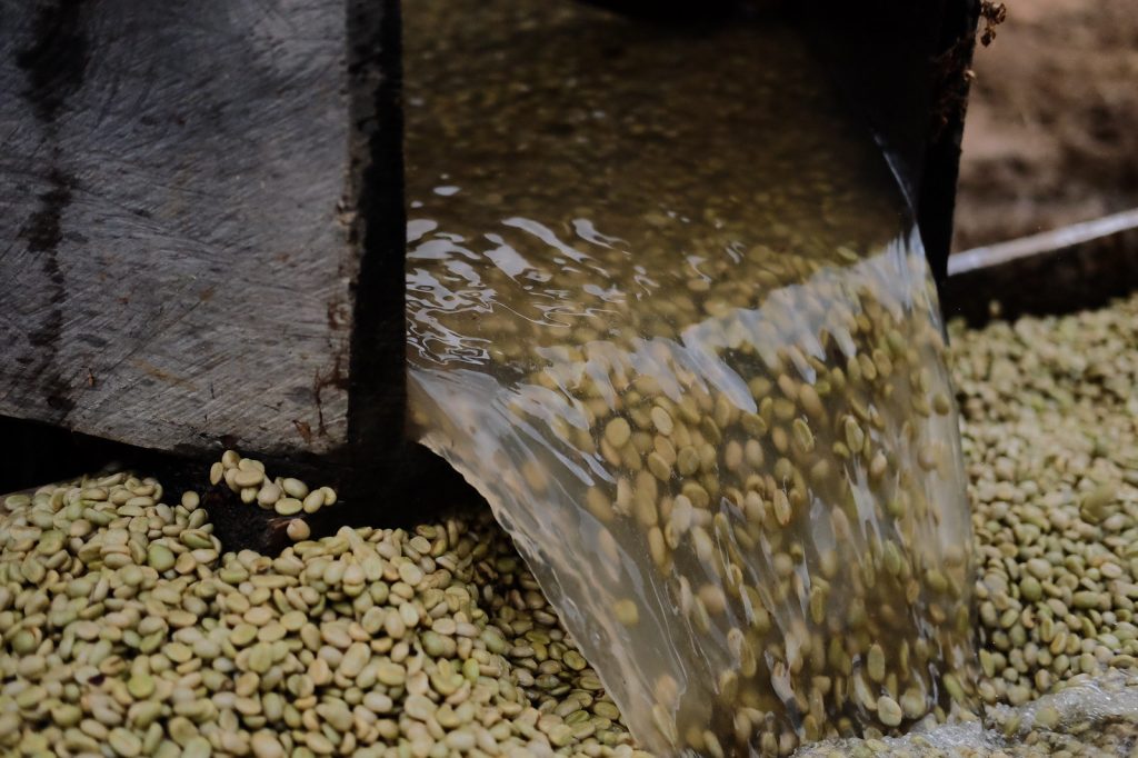 kaffe vasket proces