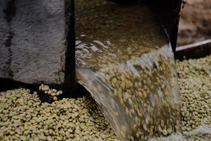 kaffe vasket proces