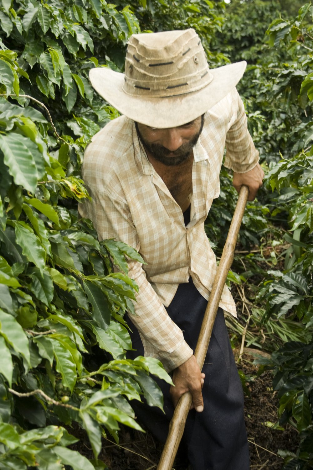 Kaffebonde i Brasilien