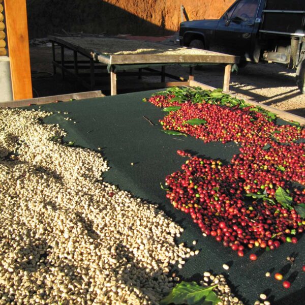 Kaffebær fra Tarrazú, Costa Rica