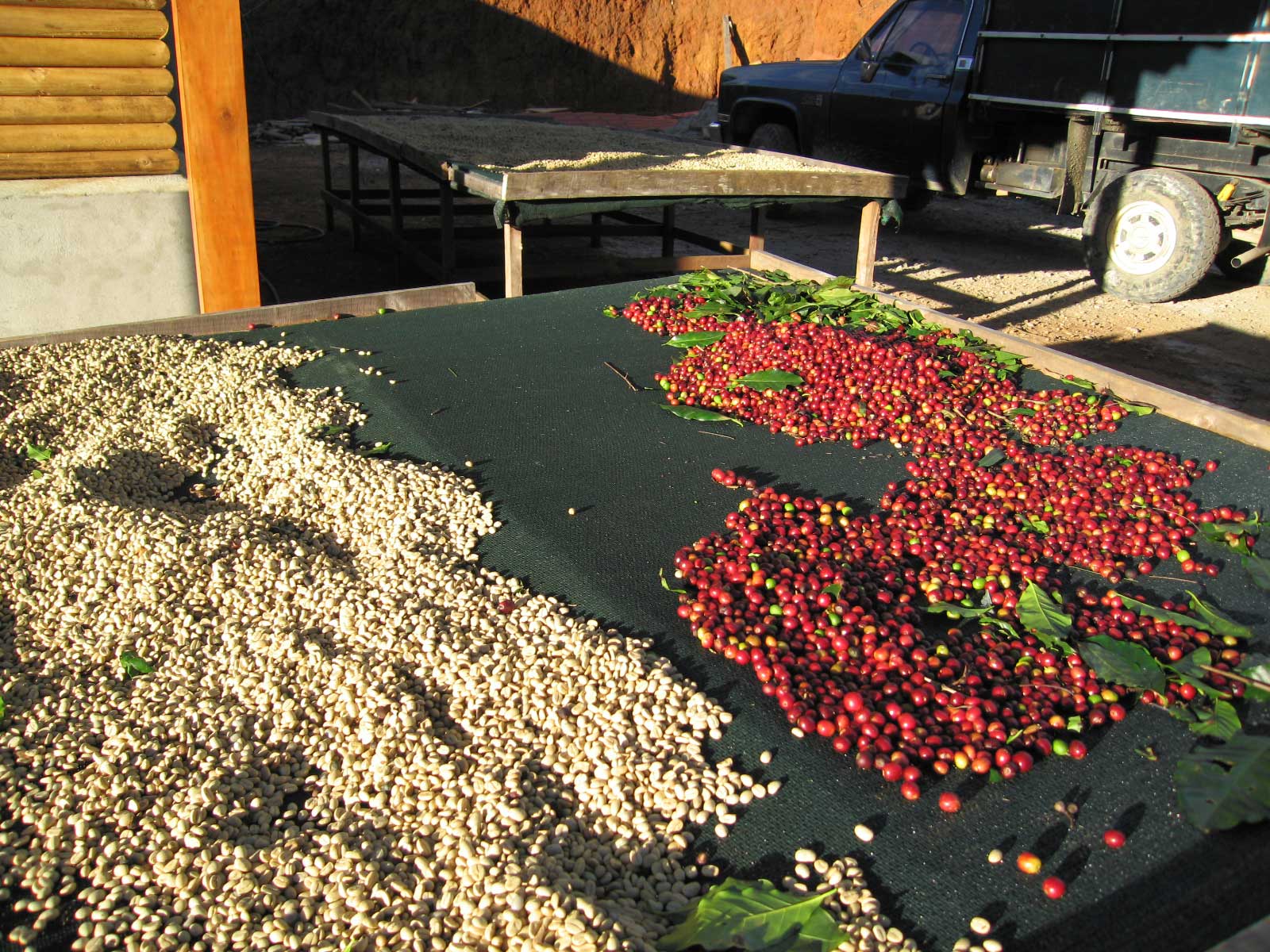 Kaffebær fra Tarrazú, Costa Rica