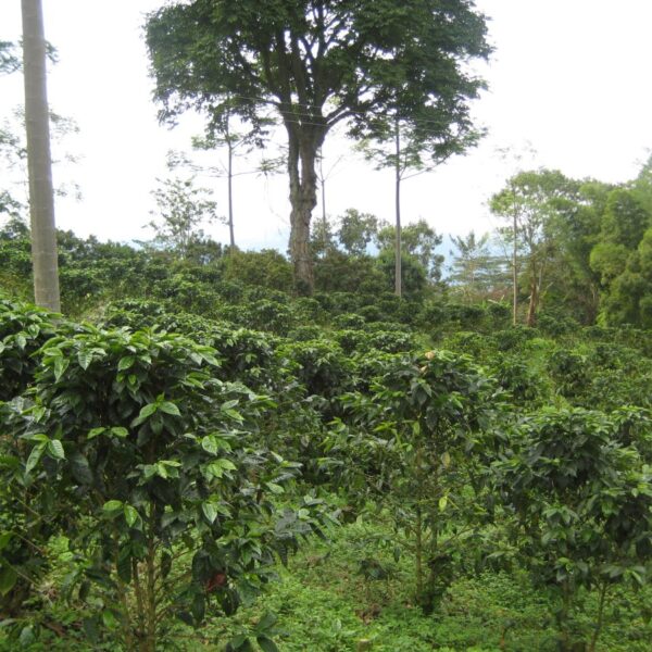 Kaffegård i Colombia