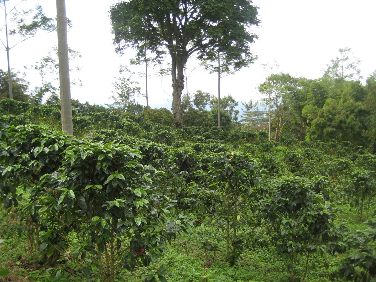 Kaffegård i Colombia