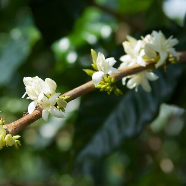 Kaffeblomster