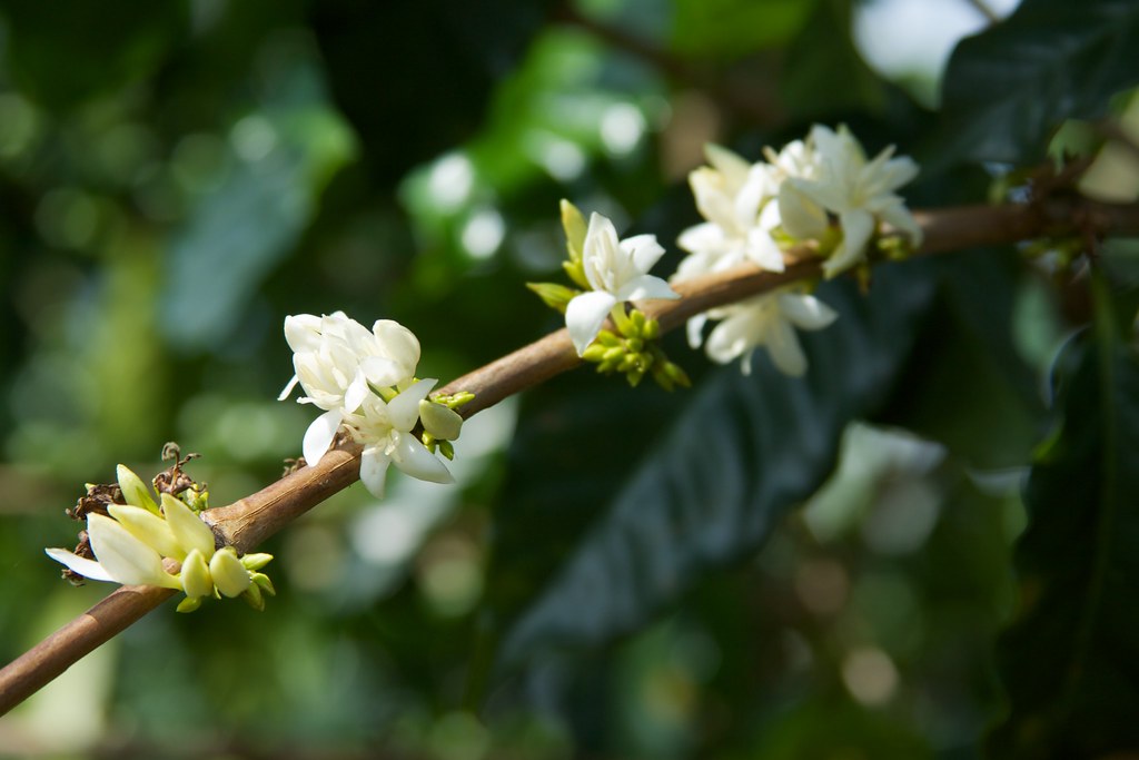 Kaffeblomster