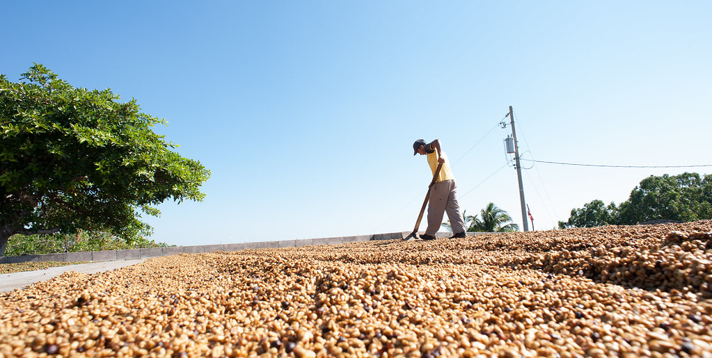 Kaffe vendes under soltørring