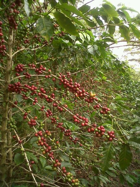 Kaffedyrkning i Honduras
