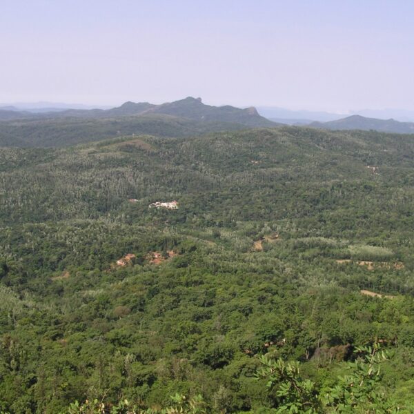 Kaffelandskab i Chikmagalur, Indien