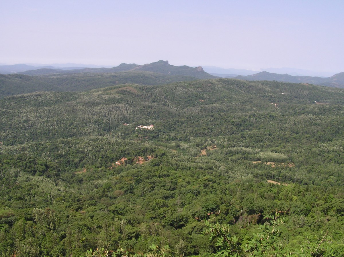 Kaffelandskab i Chikmagalur, Indien