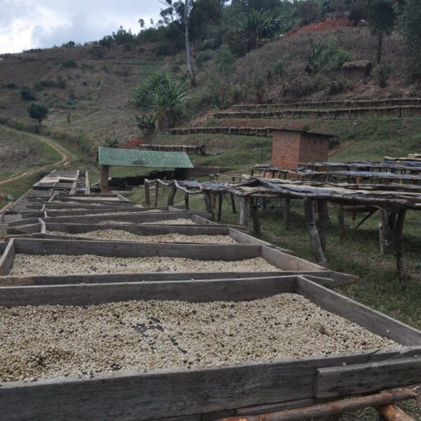 Kaffe tørres i Malawi
