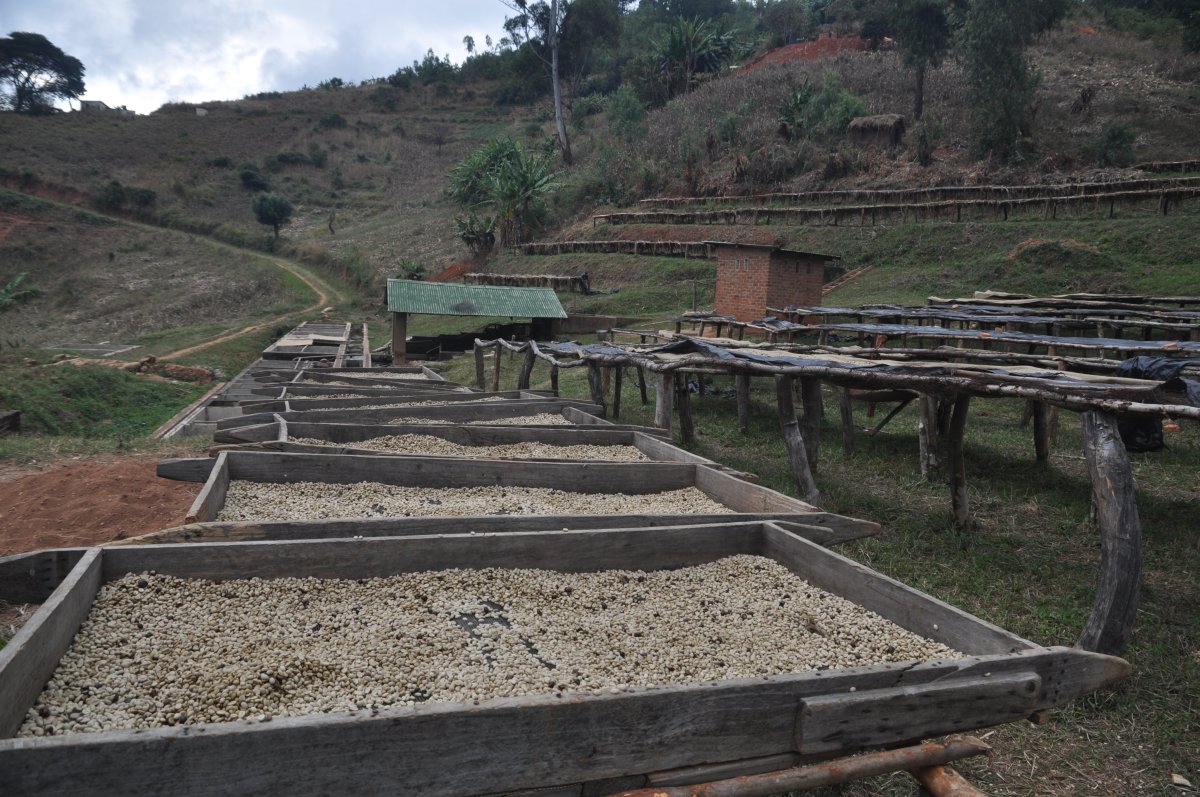 Kaffe tørres i Malawi