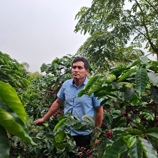 Kaffeplantage i Peru