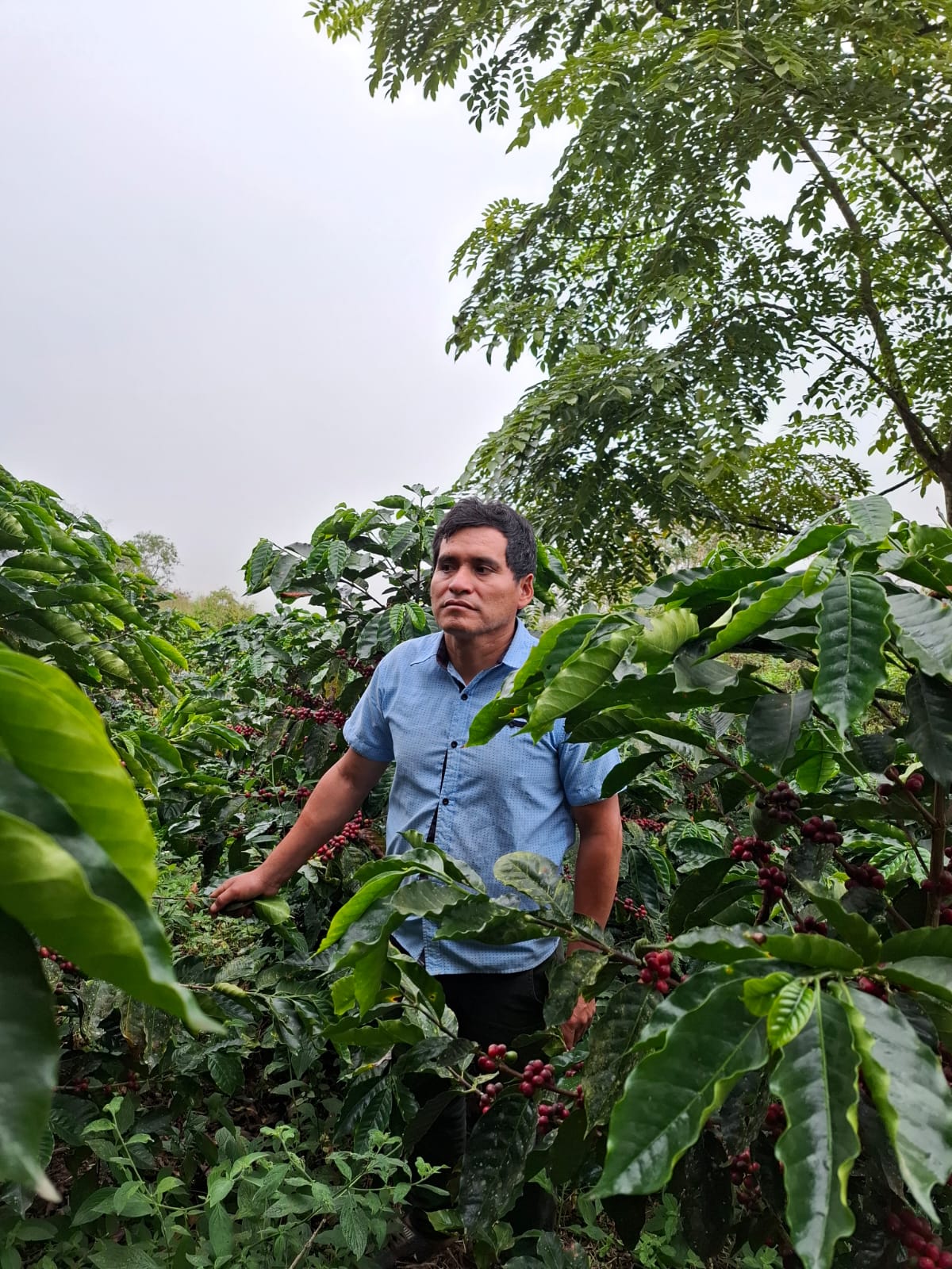 Kaffeplantage i Peru