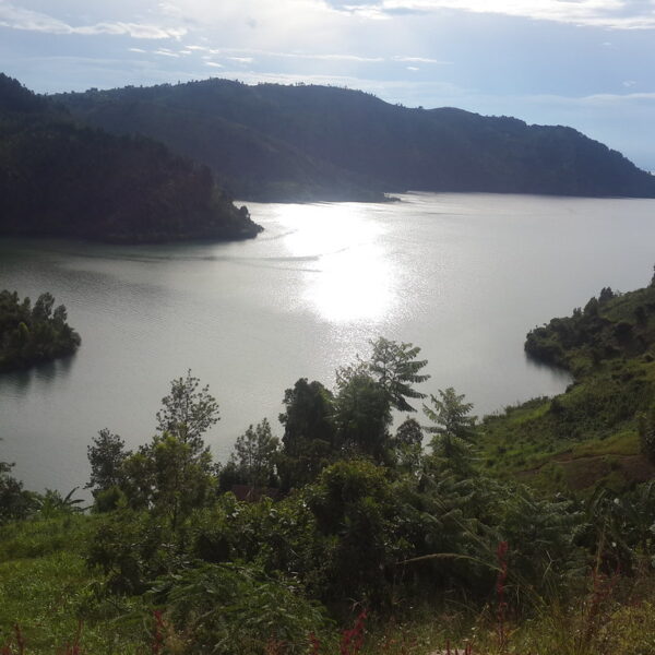 Kaffelandskab ved Kivusøen, Rwanda