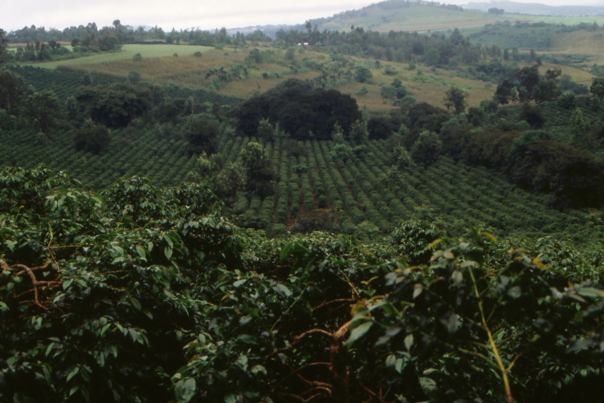 Kaffeplantage i Tanzania