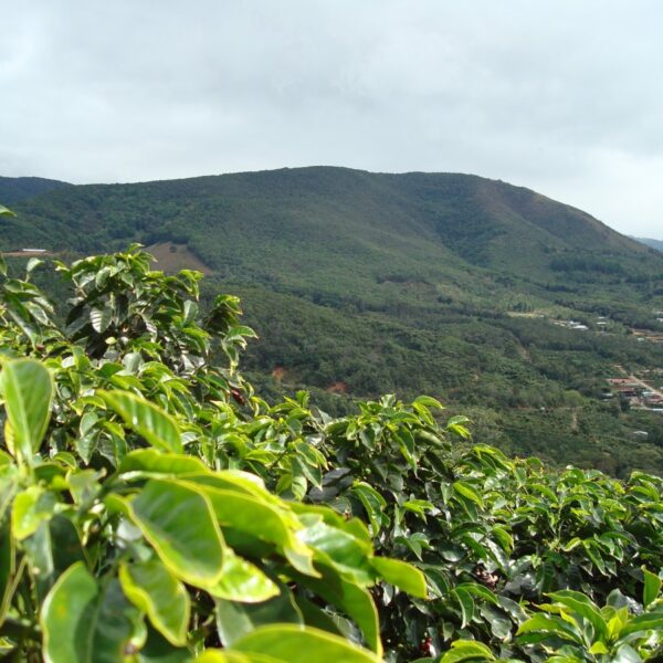 Kaffegård i San Marcos de Tarrazú, Costa Rica