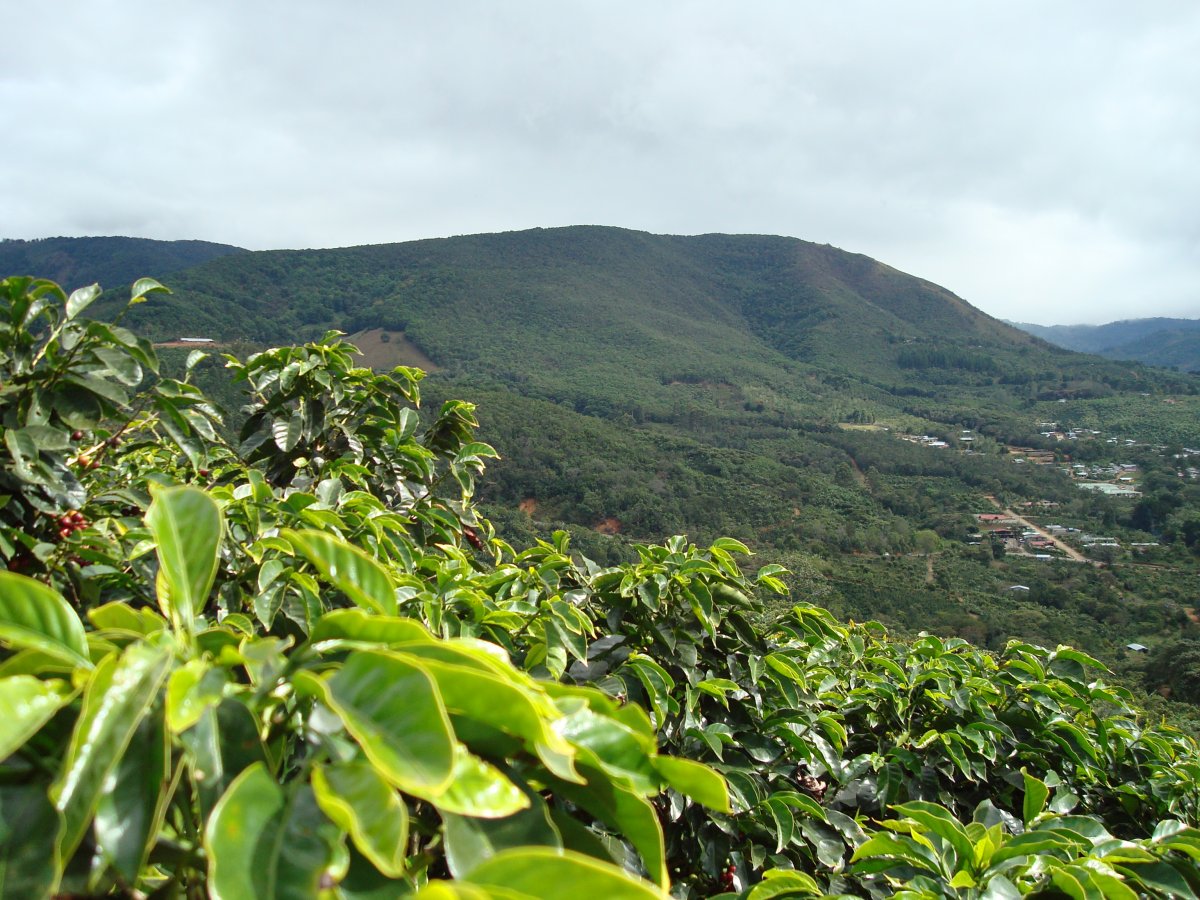 Kaffegård i San Marcos de Tarrazú, Costa Rica